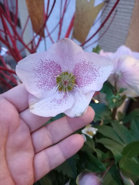 IMG20250120165541 - Magazinul 5