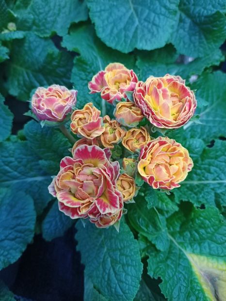 IMG20250124171515 - Magazinul 5