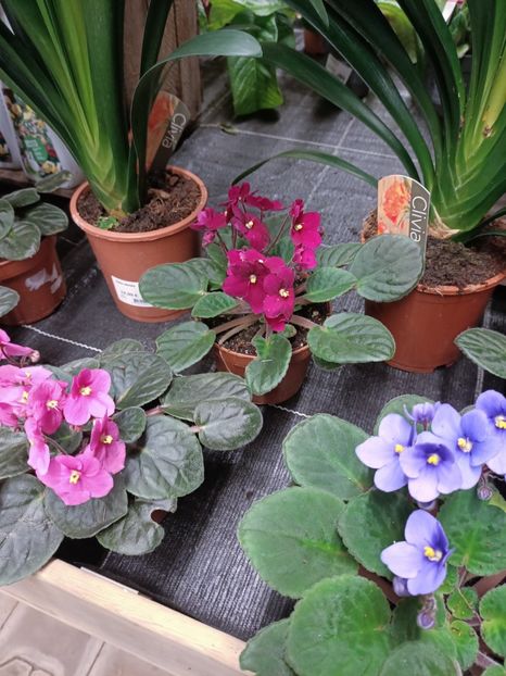 IMG20250124174025 - Magazinul 5