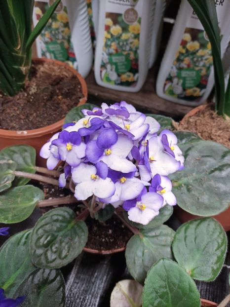 IMG20250124174031 - Magazinul 5