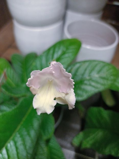 IMG20250124174131 - Magazinul 5