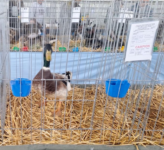 Ratoi Streicher - Z 26 - Expo Pajura 2025