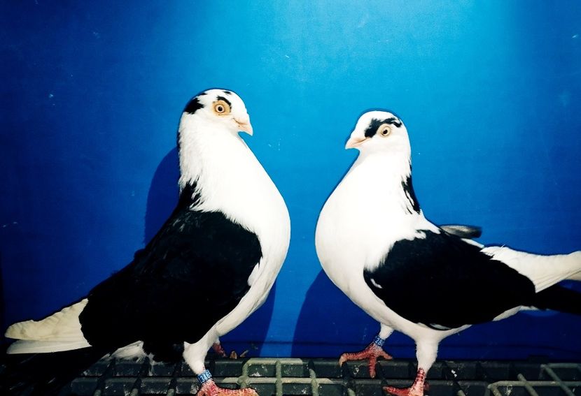 Perechea  27 - B - Perechi 2025