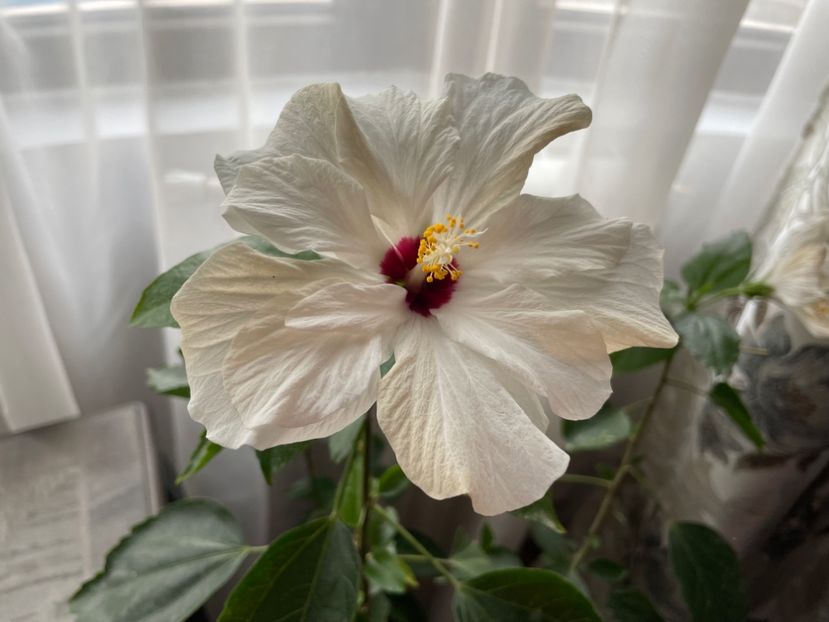  - Clasici - Apricot Dublu și Alb Dublu