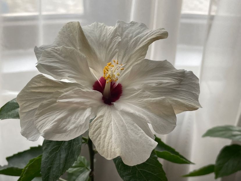  - Clasici - Apricot Dublu și Alb Dublu