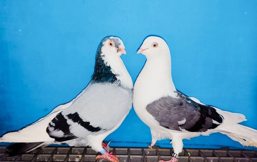 Perechea - B - Perechi 2025