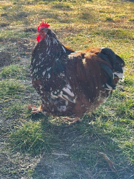 30032365-391A-4551-B2F3-570005186C2A - Orpingto