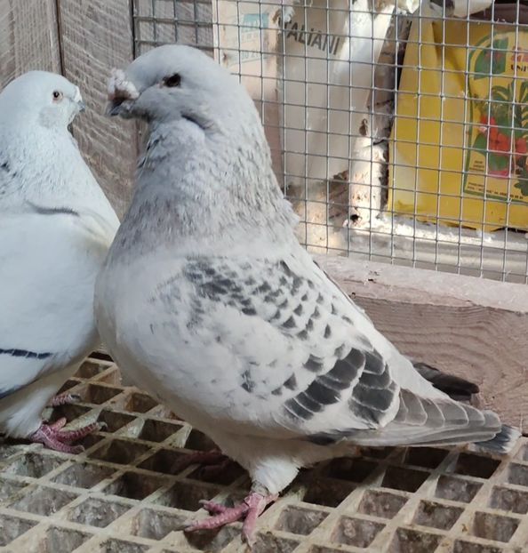 PL16-T638 ARCHIWUM - b- SAMCE -Males