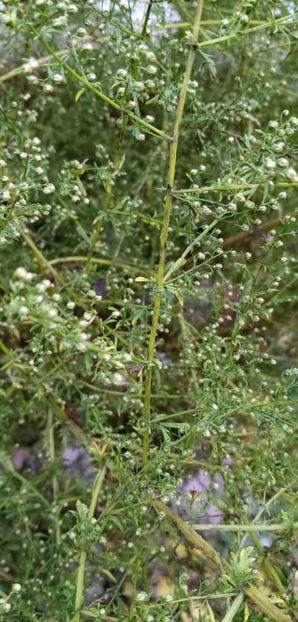 WhatsApp Image 2024-12-27 at 11.50.59(1) - -PELINITA - ARTEMISIA ANNUA