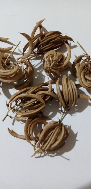  - -ASTRAGALUS - ASTRAGALUS MEMBRANACEUS