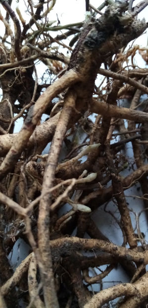  - -ASTRAGALUS - ASTRAGALUS MEMBRANACEUS