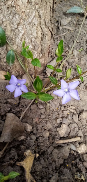  - -SASCHIU - VINCA MINOR