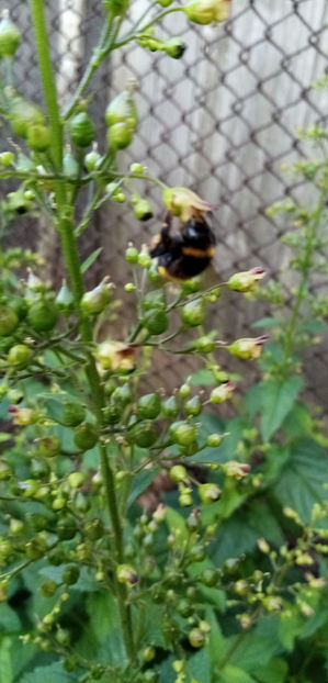  - -BUBERIC - SCROPHULARIA NODOSA