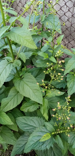  - -BUBERIC - SCROPHULARIA NODOSA