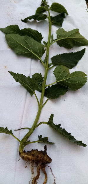  - -BUBERIC - SCROPHULARIA NODOSA