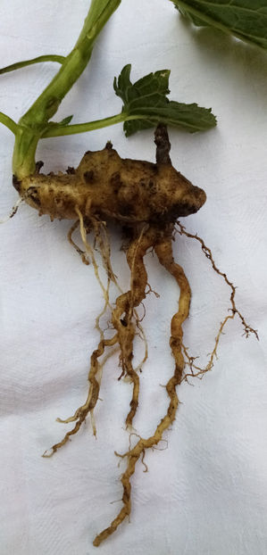  - -BUBERIC - SCROPHULARIA NODOSA