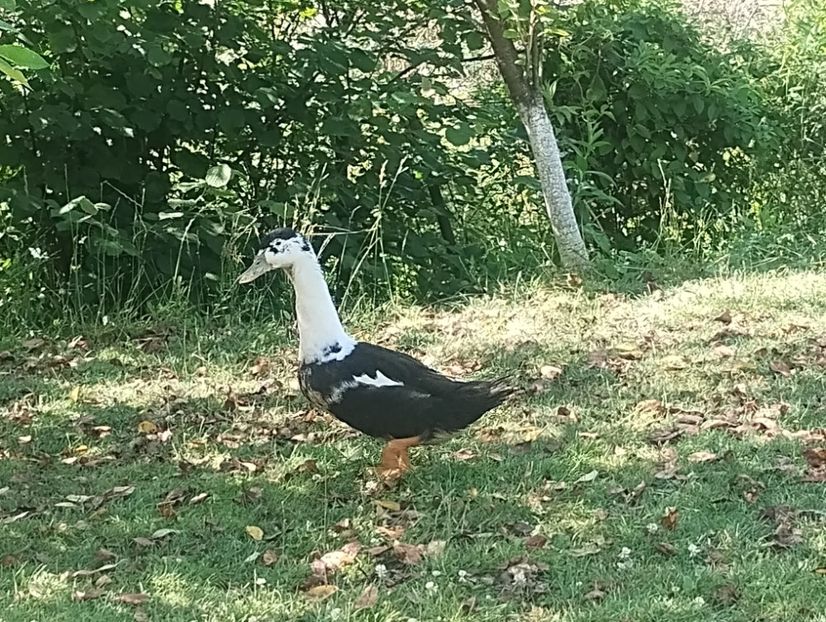  - Rațe macaitoare și leșești 2024