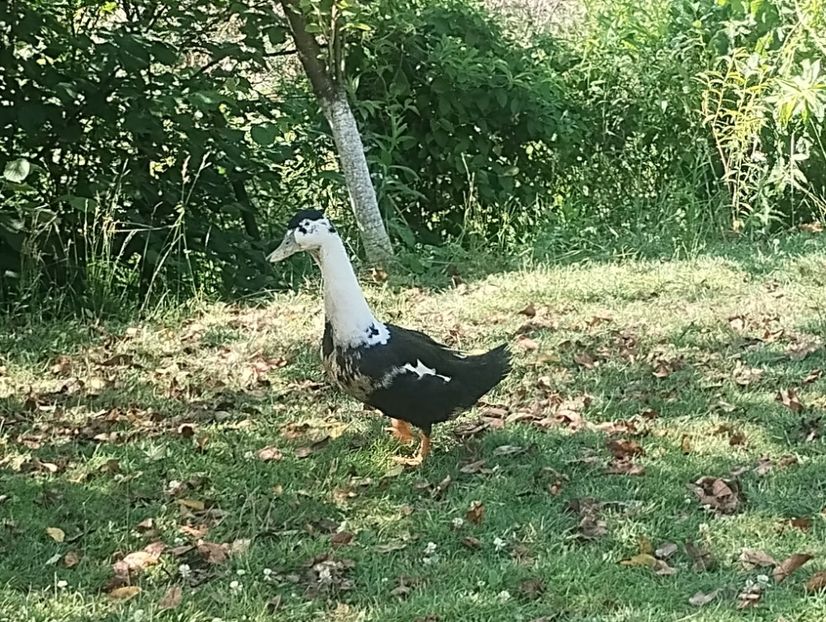  - Rațe macaitoare și leșești 2024