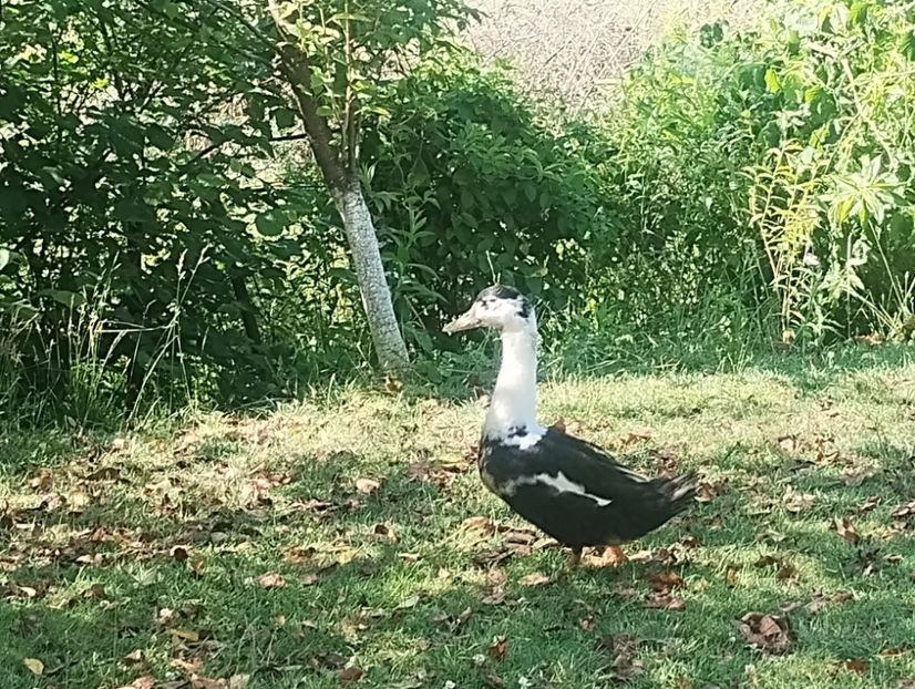  - Rațe macaitoare și leșești 2024