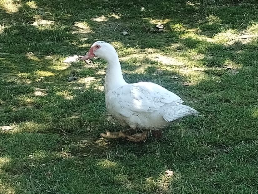  - Rațe macaitoare și leșești 2024