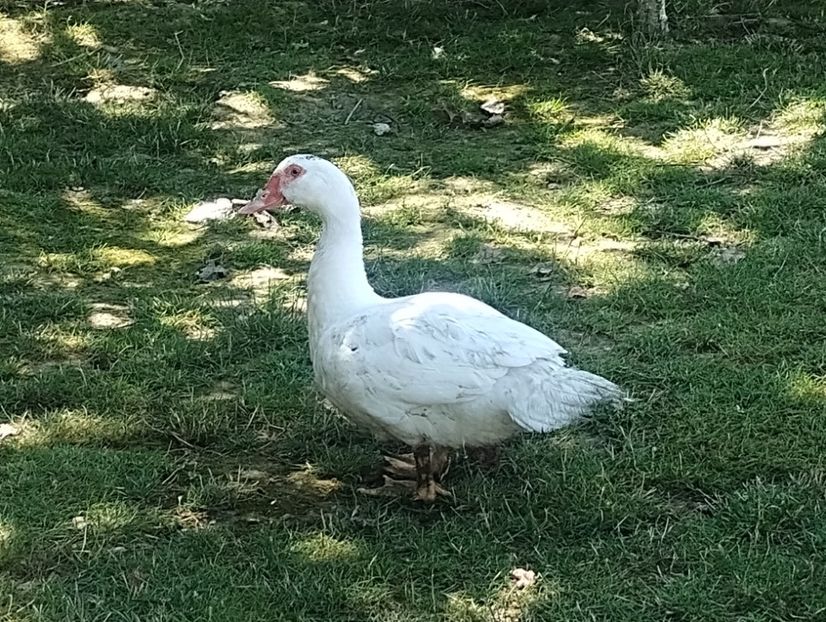  - Rațe macaitoare și leșești 2024