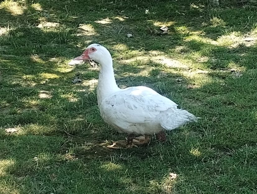  - Rațe macaitoare și leșești 2024