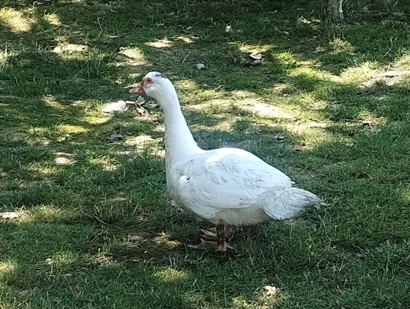  - Rațe macaitoare și leșești 2024