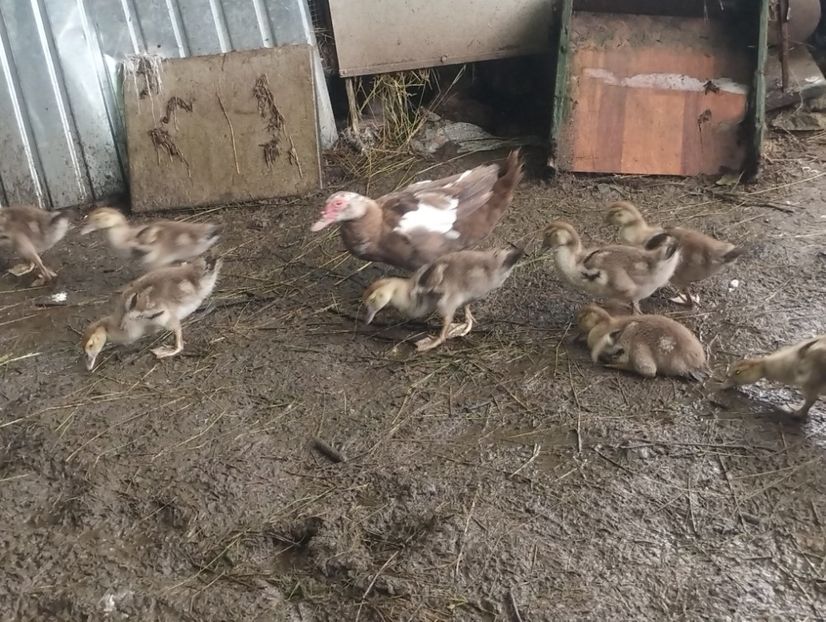  - Rațe macaitoare și leșești 2024