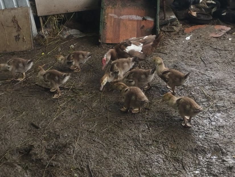  - Rațe macaitoare și leșești 2024