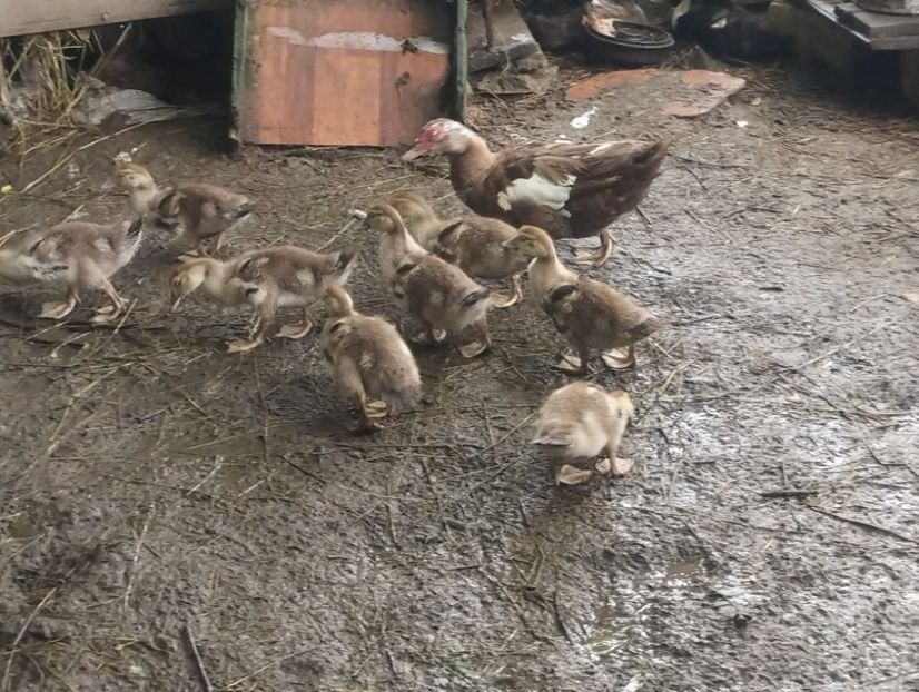  - Rațe macaitoare și leșești 2024