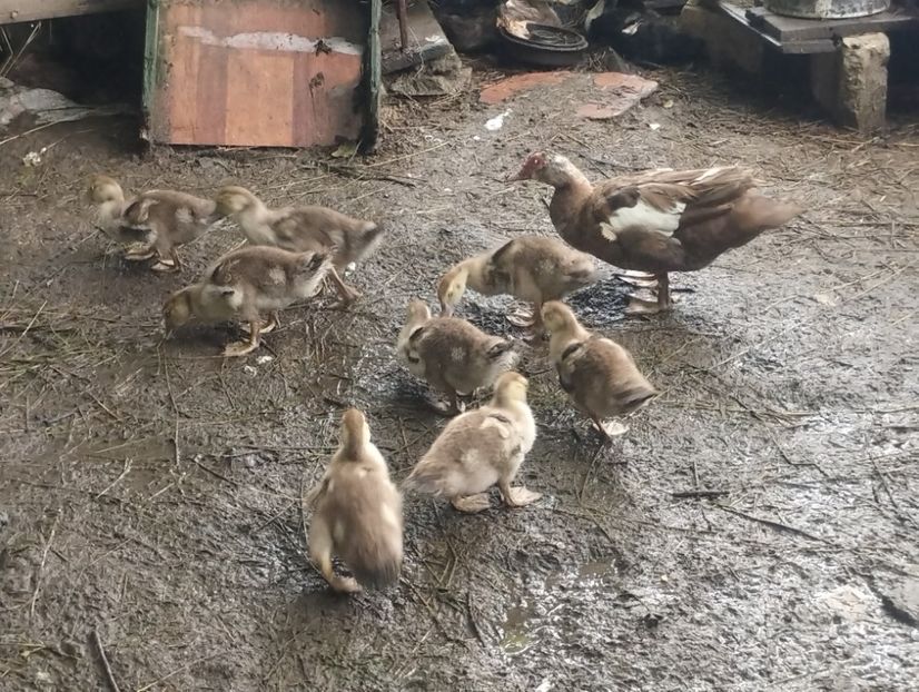  - Rațe macaitoare și leșești 2024