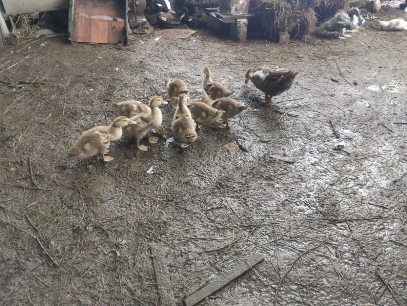  - Rațe macaitoare și leșești 2024