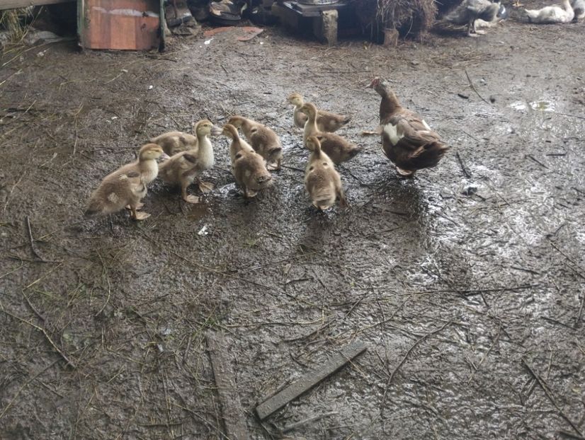  - Rațe macaitoare și leșești 2024