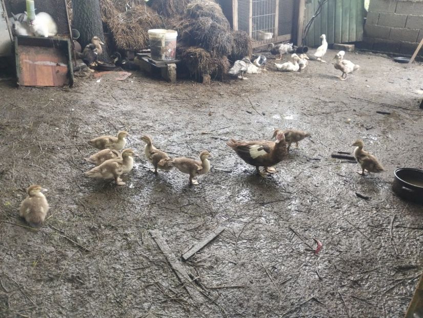  - Rațe macaitoare și leșești 2024