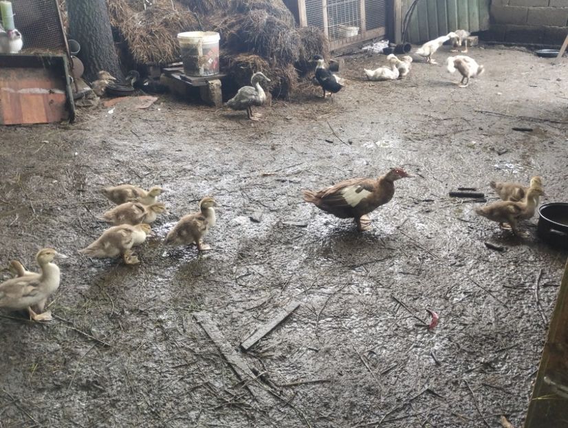  - Rațe macaitoare și leșești 2024