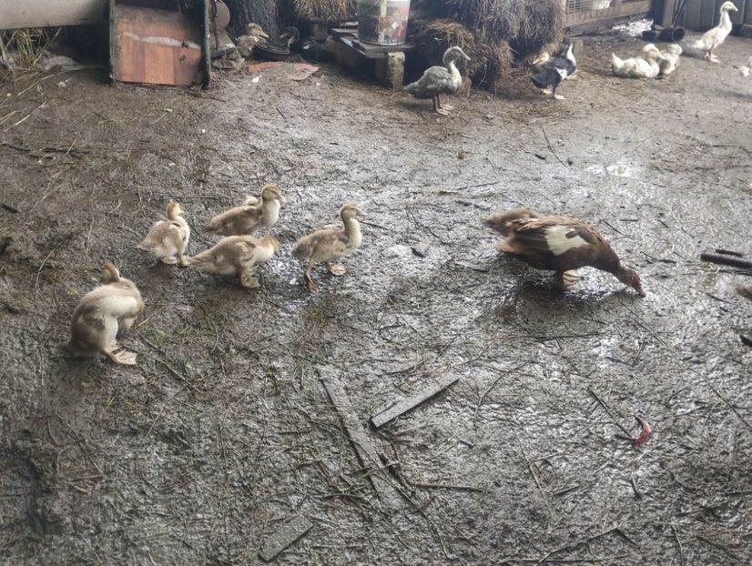  - Rațe macaitoare și leșești 2024