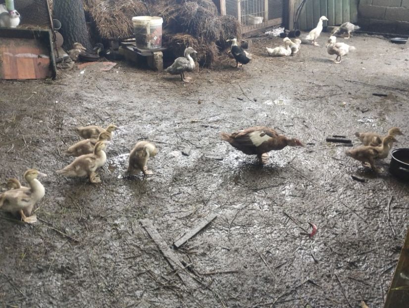  - Rațe macaitoare și leșești 2024