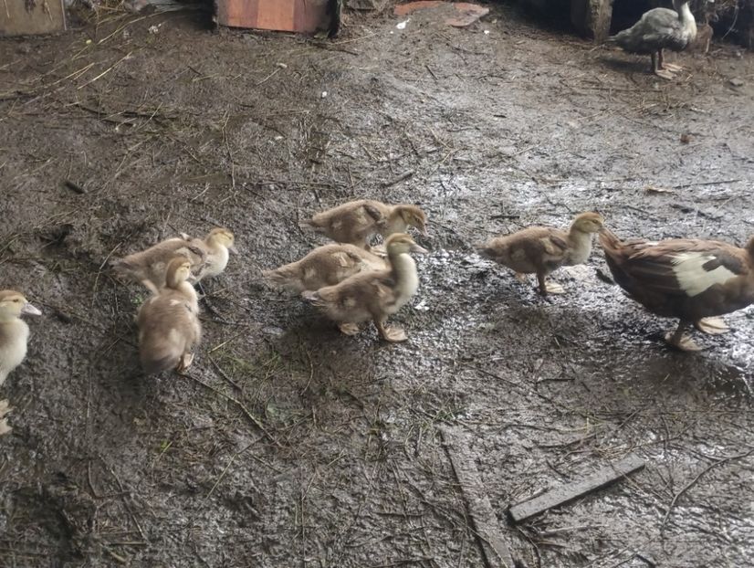  - Rațe macaitoare și leșești 2024