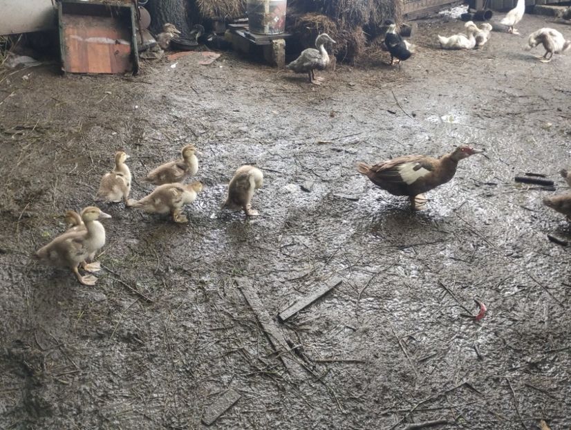  - Rațe macaitoare și leșești 2024