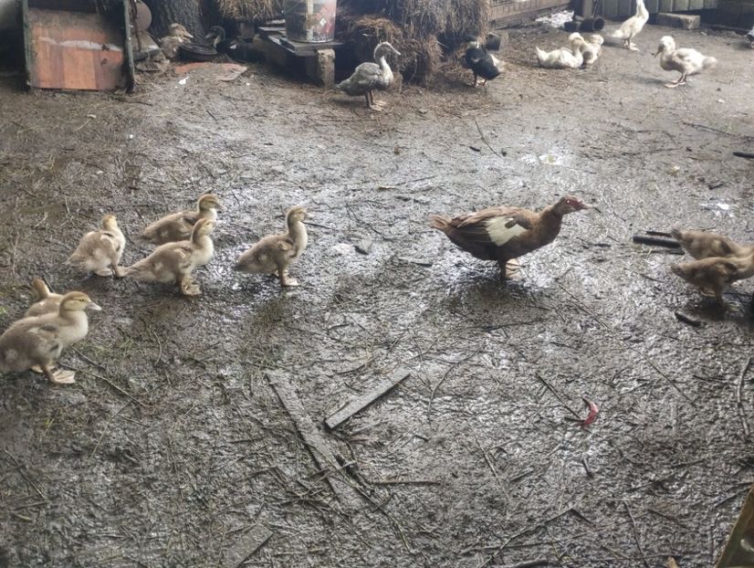  - Rațe macaitoare și leșești 2024