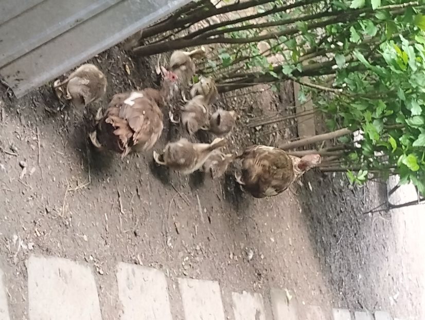  - Rațe macaitoare și leșești 2024