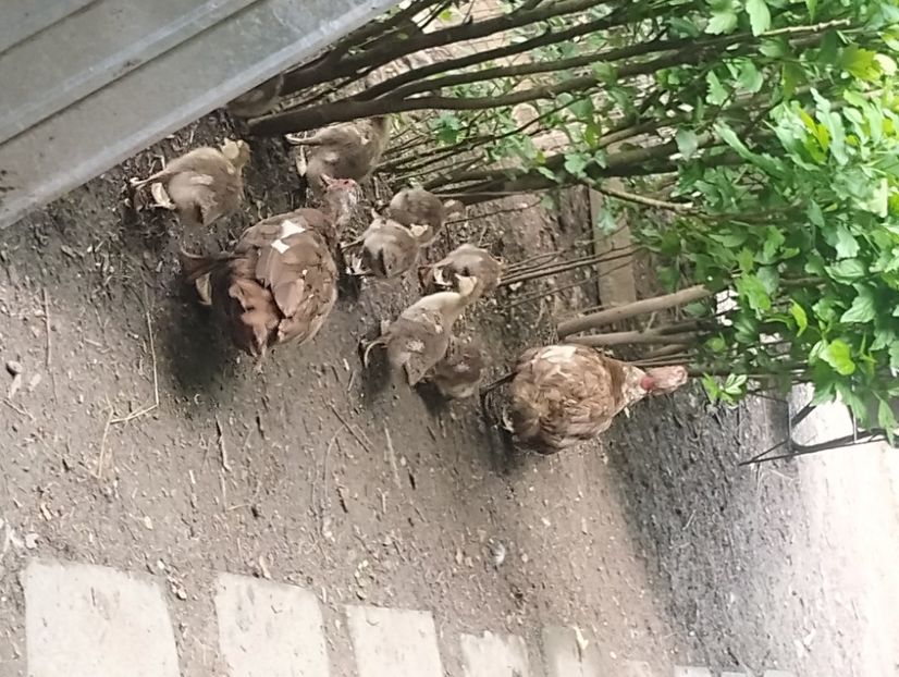  - Rațe macaitoare și leșești 2024