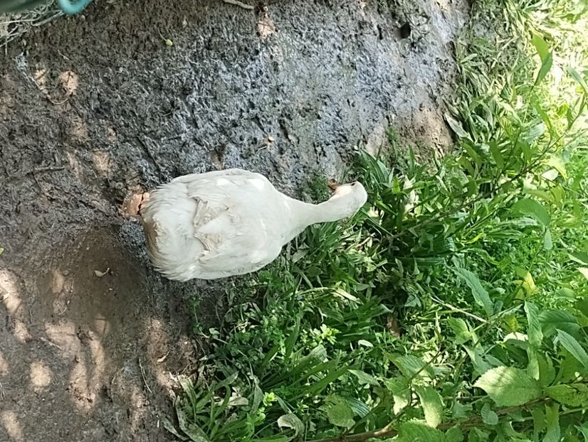  - Rațe macaitoare și leșești 2024