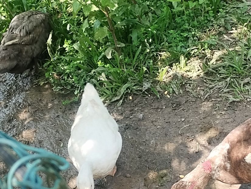  - Rațe macaitoare și leșești 2024