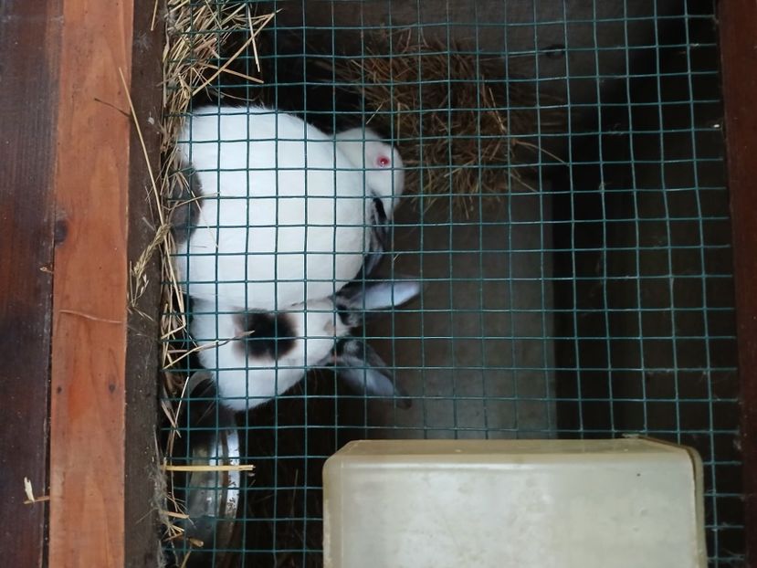  - A-IEPURI CALIFORNIENI