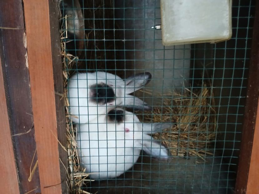  - A-IEPURI CALIFORNIENI