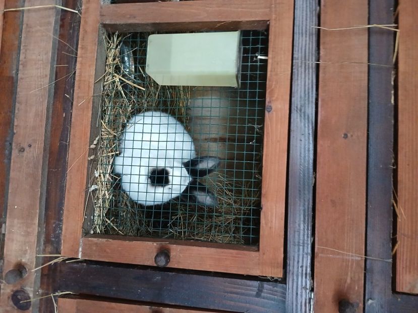  - A-IEPURI CALIFORNIENI