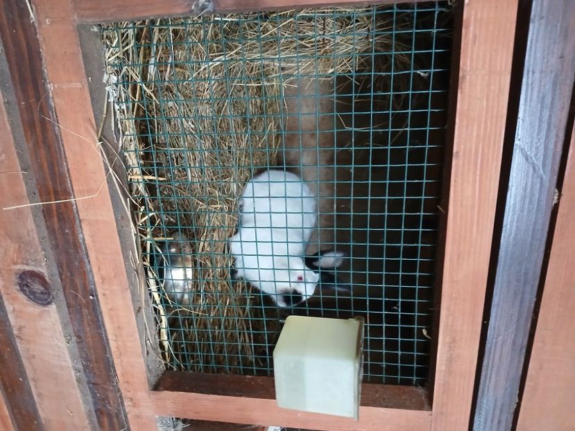  - A-IEPURI CALIFORNIENI