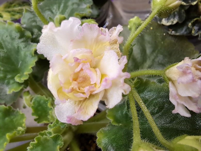  - Violeta AV-Zheltiye Rosy