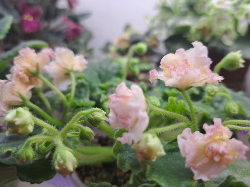  - Violeta AV-Zheltiye Rosy